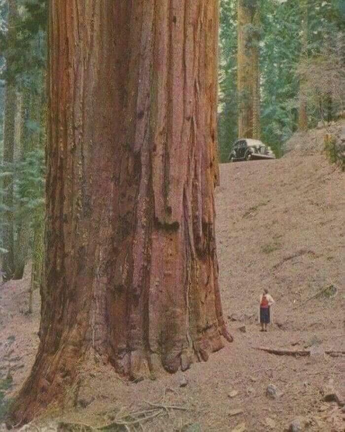 The Almighty Redwood