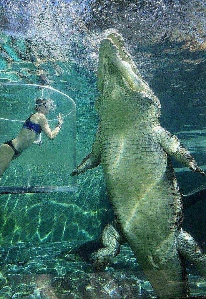 Say Hello to Brutus The Croc