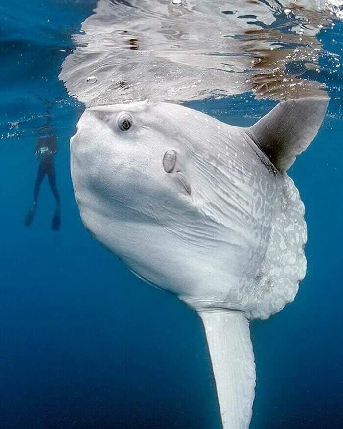Introducing the One and Only Mola Mola