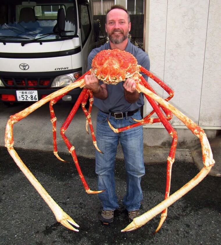 Meet Crabzilla, A Giant Japanese Crab