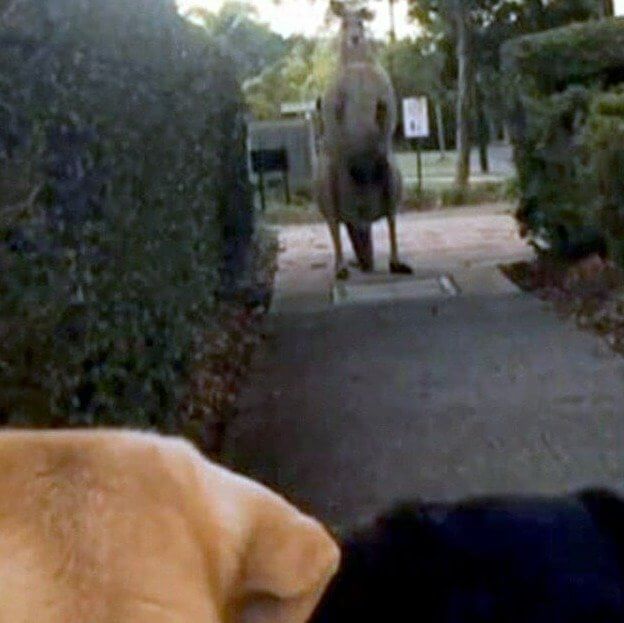 Killer Kangaroo