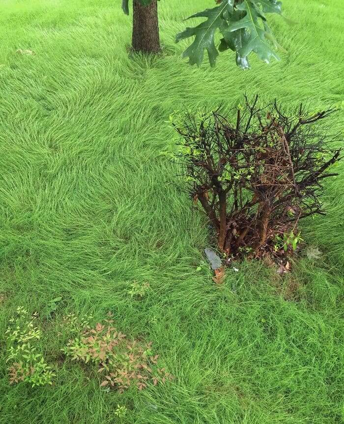 From Garden To Van Gogh Painting