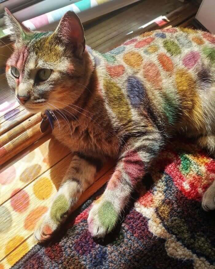 Rare Cat Breed