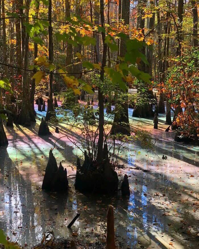 Fantastical Rainbow Swamp
