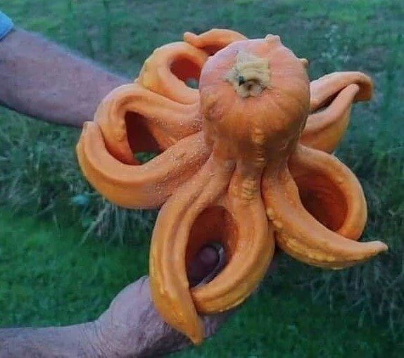 An Octopumpkin