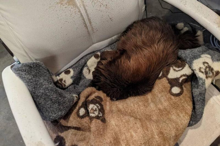 When Did This Pet Become a Wookiee?