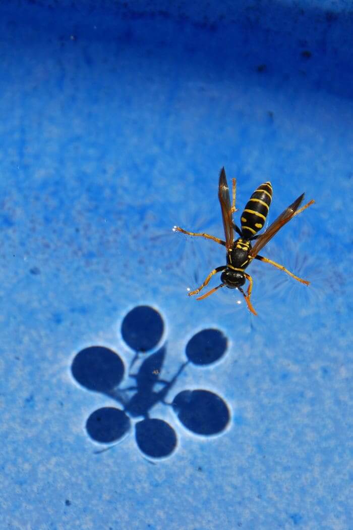 Wasp On The Water