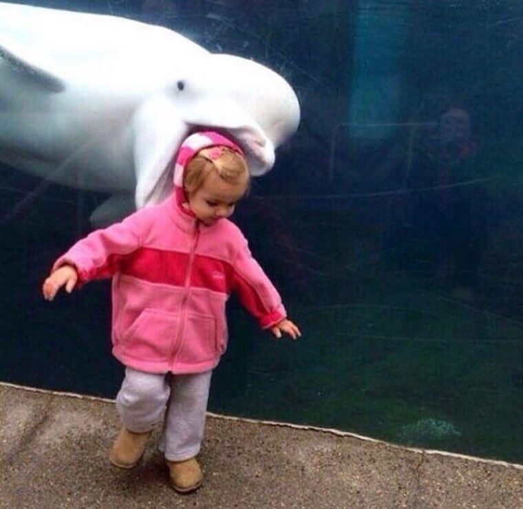 Attempted Aquarium Abduction
