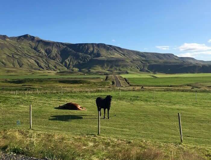 Floating Horse