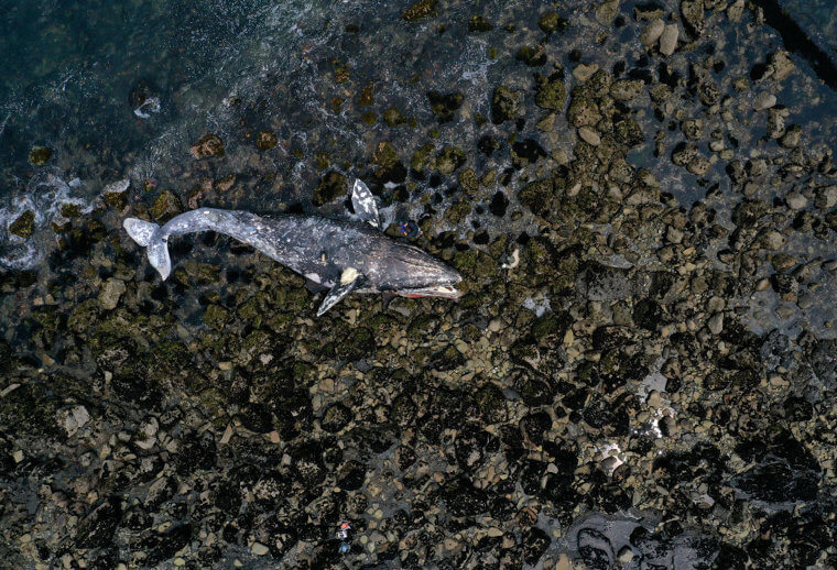 Whale Death Spiral