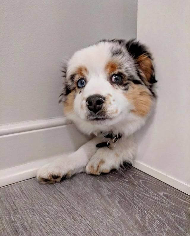 Ghost Dog