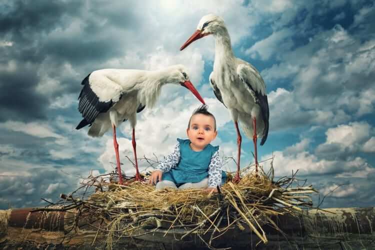 Storked