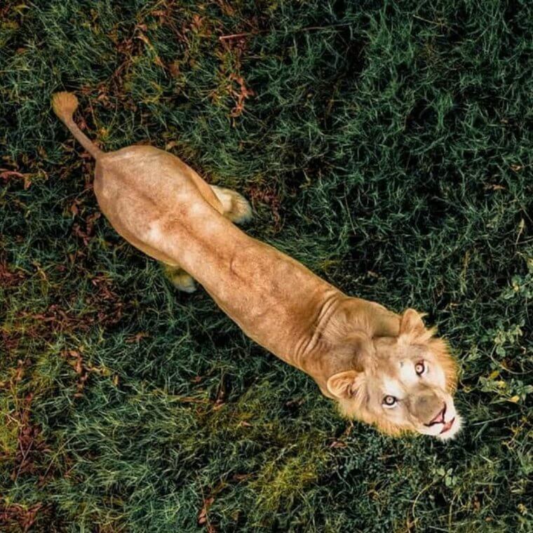 Wild Lion From Above