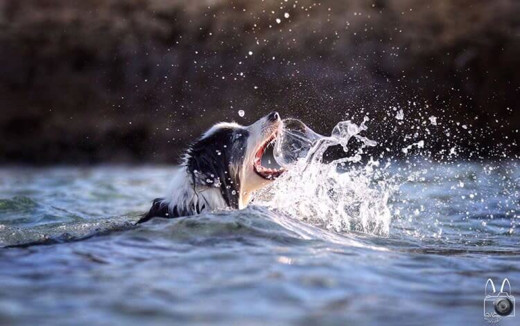 Paws: You'll Never Want to Go in The Water Again