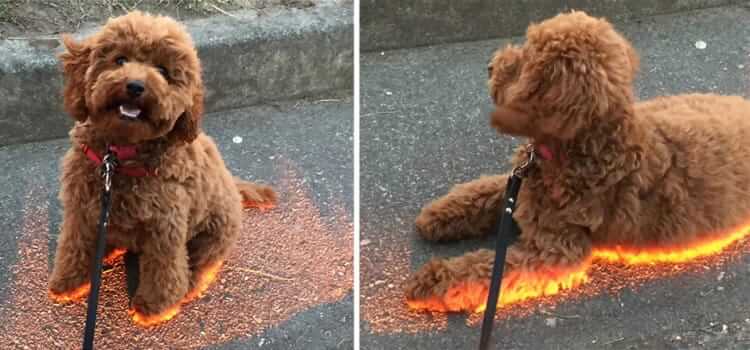 The Ground Is Lava And She Doesn't Care