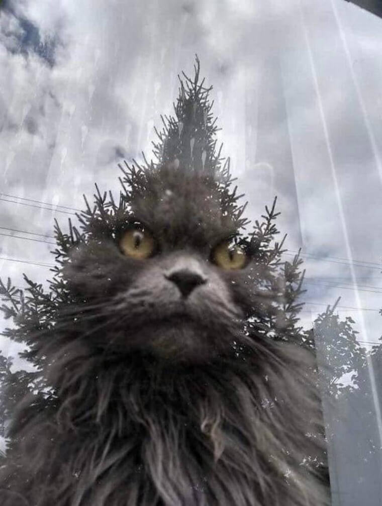 What Do You Have Against Trees?