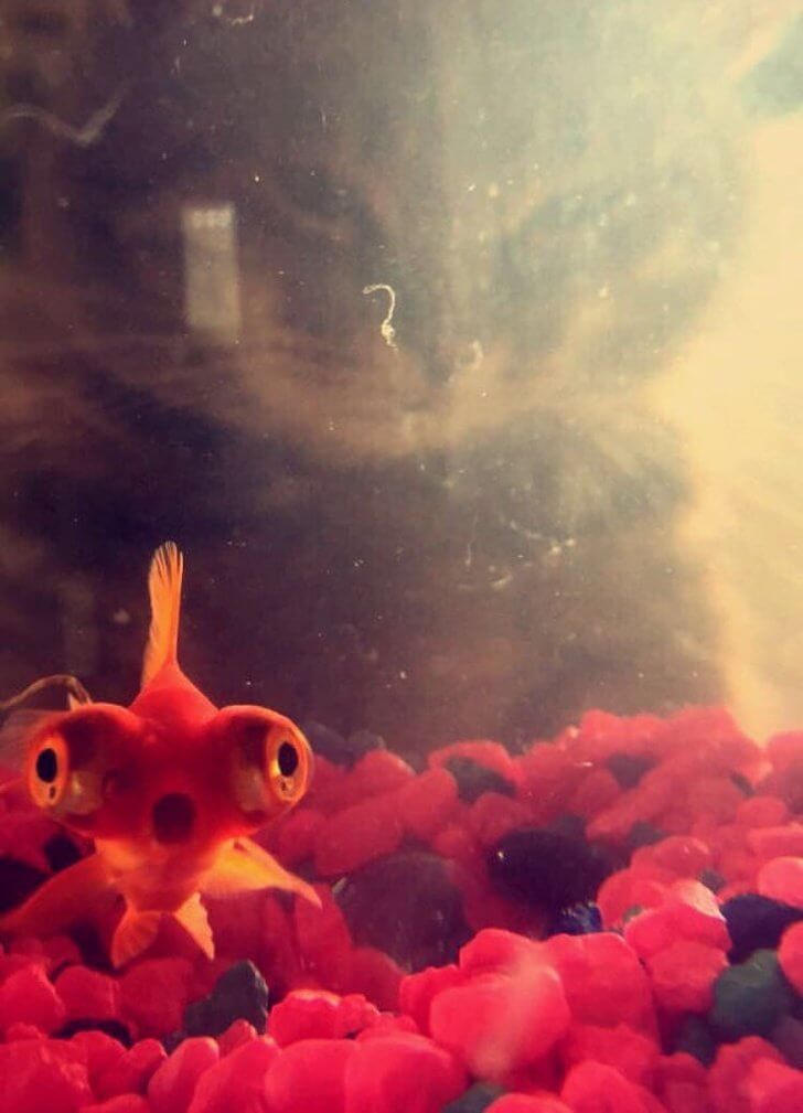 Poor Fish’s Feline Fears