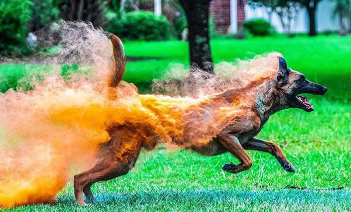 "This Dog Is On Fire"