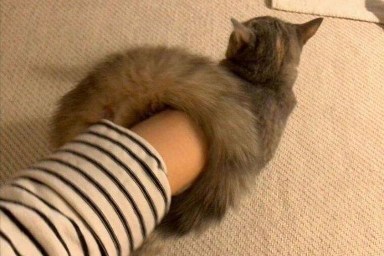 Leave Kitty Alone!