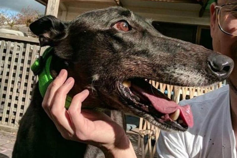 Quite the Toothy Grin