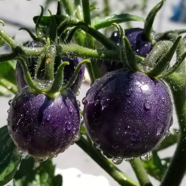 Blue Tomatoes Exist