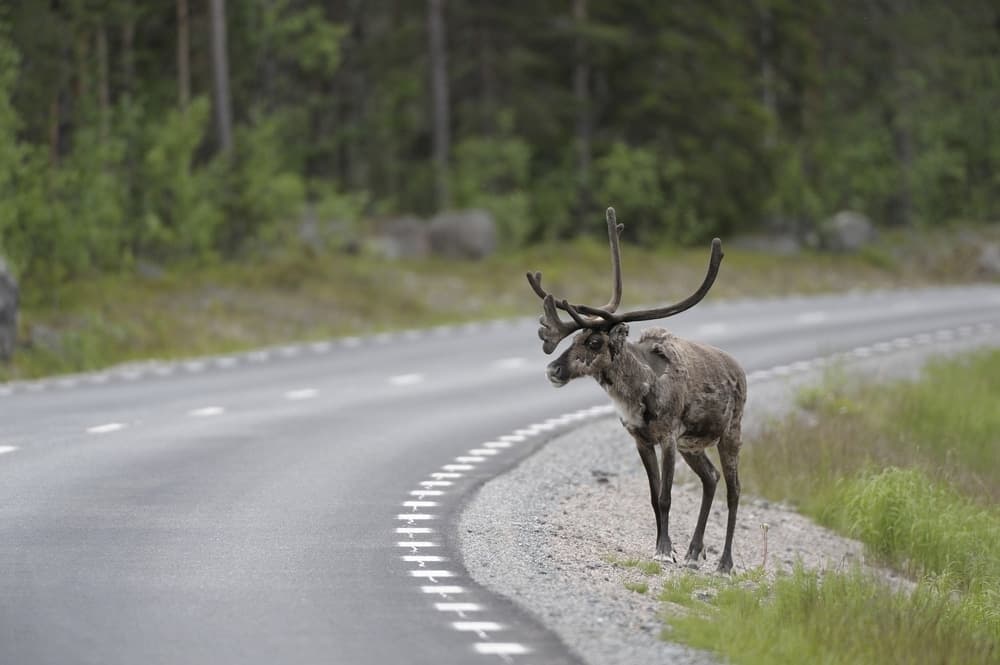 He Sat Quietly As Reindeer Stepped Closer — Then Something Unexpected Happened